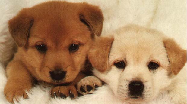 Assurance Animaux Chien De Race Mode D Emploi