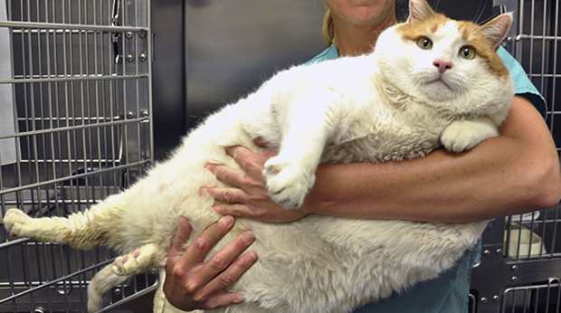 La prise en charge de l'obésité chez les chiens et les chats