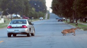 Assurance auto : Quelles démarches pour un animal sauvage percuté?