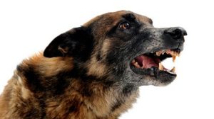 Assurance animale : Cas de rage confirmé sur un chien ramené du Maroc