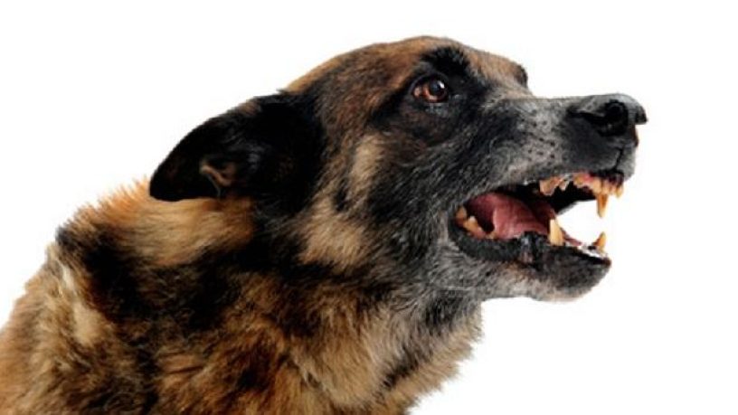 Morsures de chiens en France : Une enquête fait le point