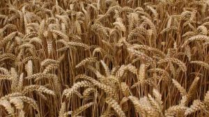 Assurance récolte / Agriculteurs : Un décret fixe les conditions de subventions pour les contrats 2012