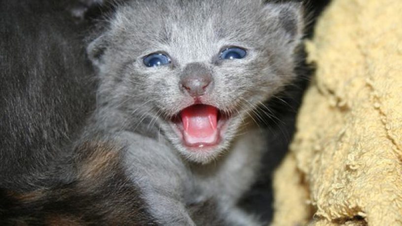 Santé animale : La pilule provoque le cancer chez les chats