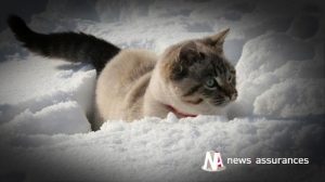 Santé animale : l’alimentation du chien en hiver