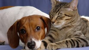 Chiens et chats : soigner soi-même les petites blessures