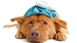 Prévenir la leishmaniose canine par la vaccination