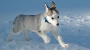 Assurance animale : Partir au ski avec son chien