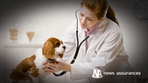 Assurance santé animale : les vétérinaires en grève le 30 septembre 2014