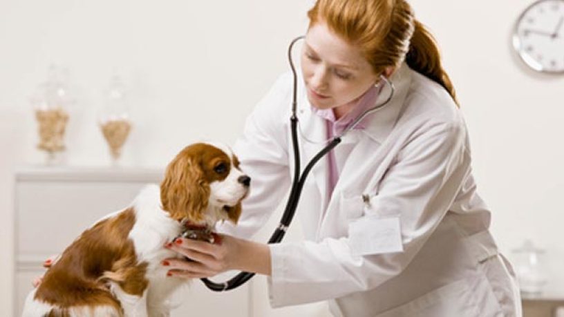 Assurance animaux : Vermifuger son chien ou son chat, un acte essentiel