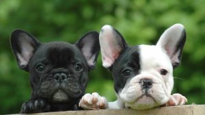 Assurance santé animale : Pourquoi prendre soin du chien ou du chat en automne ?