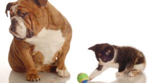 Assurance animale : Protéger chiens et chats de la chaleur