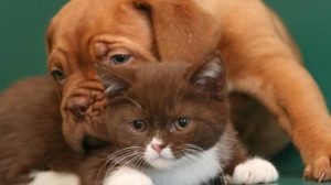 Assurance santé animale : Que faire contre la constipation chez le chien et le chat ?