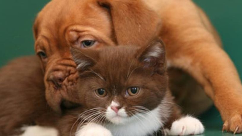 Assurance animale : La socialisation du chiot ou du chaton, une étape importante