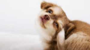 Assurance animaux : Les puces peuvent être responsables d’allergies chez le chien et le chat