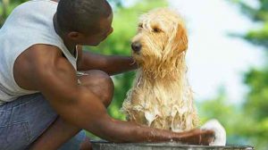 Assurance animale : A quelle fréquence laver son chien ?