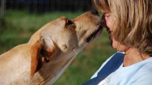 Assurance animale : Produits « Made in China », un danger pour les chiens