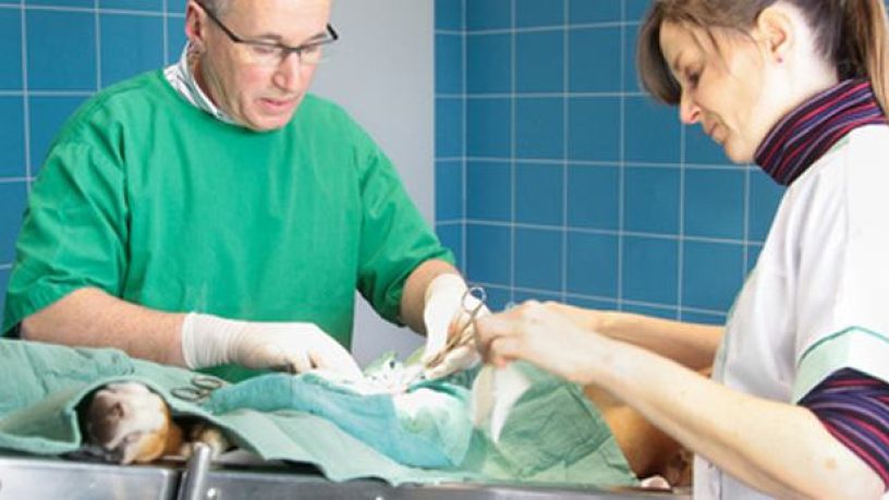 Assurance animaux : Pyomètre chez la chienne, le diagnostic doit être précoce