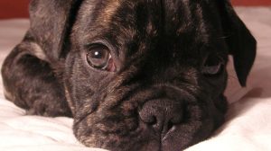 Assurance santé animale : lutter conte les vers intestinaux du chien et du chat