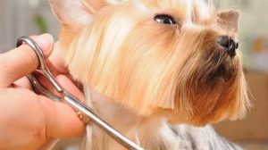 Chute de poils chez le chien, quand s’inquiéter ?
