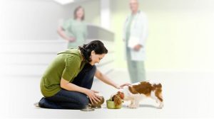 Assurance santé animale : Les chiens et chats français sont-ils trop gros ?