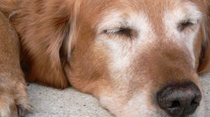 Assurance animaux : la dysplasie chez le chien