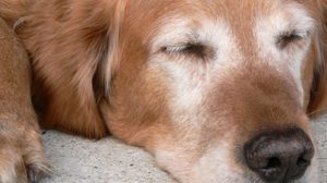 Assurance animaux : Fréquence des visites vétérinaires chez les chiens et chats seniors