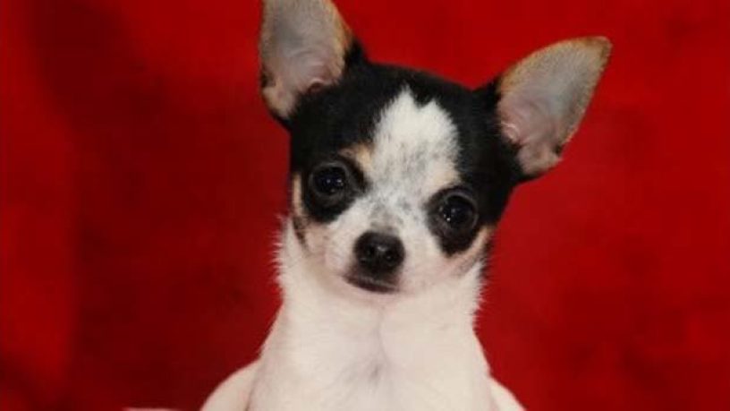 Assurance animaux : Le chien de pure race séduit les Français