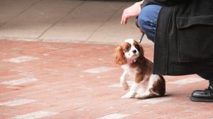 Assurance santé animale : Comment bien choisir son chien ou son chat en vue de l’assurer ?