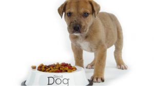Assurance santé animale : Intoxications mortelles chez le chien dues à des croquettes