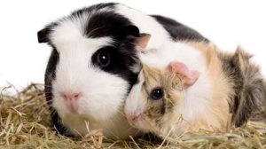 Assurance animale : Cobaye, la reproduction en question