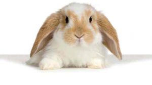 Assurance animale : Un lapin en bonne santé