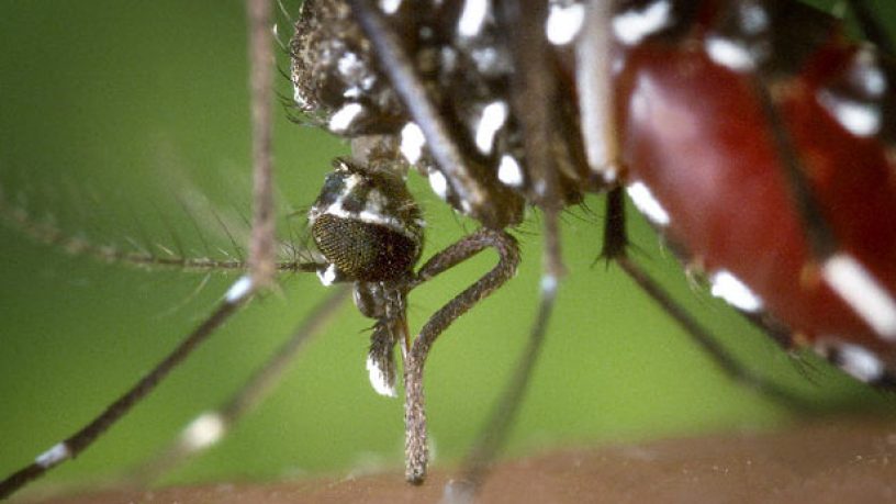 Santé : Un premier cas de dengue, non importé, a été détecté en métropole