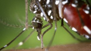 Santé :  Le retour de la dengue en Europe