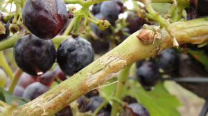Assurance viticulture : une centaine de Bordelais manifeste contre l’assurance récolte
