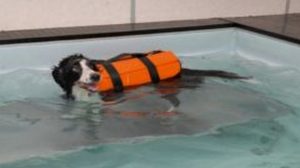 Bien-être animal : quelles précautions prendre pour se baigner avec son chien