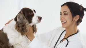 Assurance santé animale : Comment réagir en cas d’allergie de son animal ?