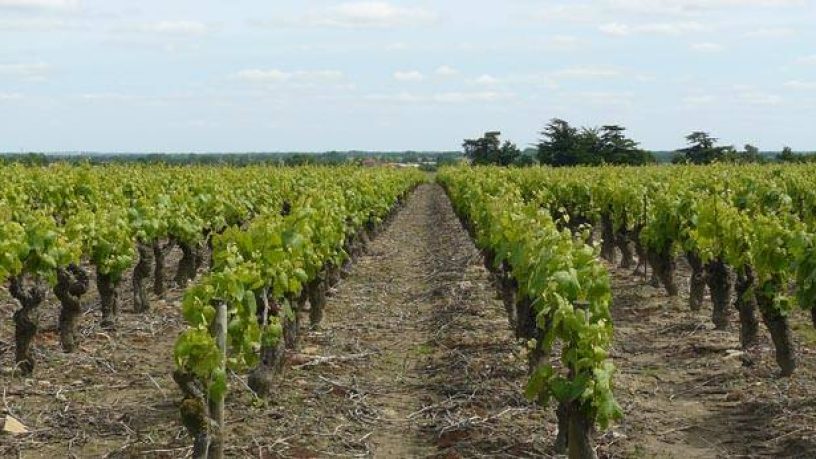 Assurance récolte : La viticulture en danger ?