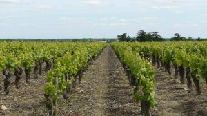 Grêle : Le gouvernement reconnaît l’insuffisance de l’assurance récolte pour les vignobles