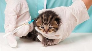 Prévention santé animale : D’autres chatons enragés ramenés illégalement