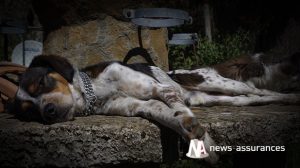 Assurance santé animale : toujours plus de chats que de chiens en France