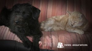 Assurance santé animale : sécuriser la maison au moment des fêtes