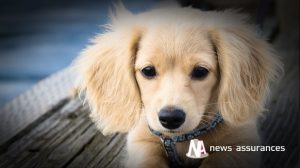 Santé animale : stress et anxiété chez le chien, des troubles qui se soignent