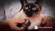 Comment choisir une assurance santé pour son chien ou son chat ?