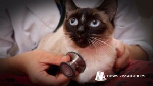 Comment choisir une assurance santé pour son chien ou son chat ?