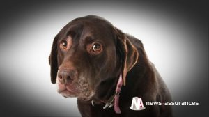 Assurance santé animale : dépister précocement la dysplasie de la hanche chez le chien