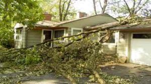L’indemnisation en cas de chute d’un arbre sur une maison