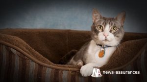 Santé animale : malpropreté chez le chat, trouble du comportement ou maladie ?