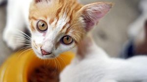 Assurance animale : Voyager en train avec son chien ou chat
