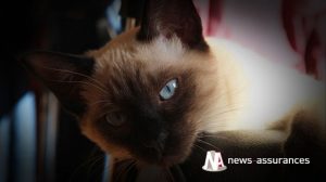 Assurance santé animale : comme réagir au coup de chaleur chez le chien ou le chat