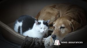 Assurance santé animale : choisir une bonne mutuelle pour son chien ou chat